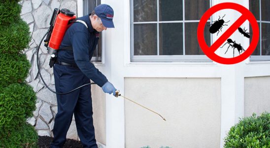 Çayeli Fare İlaçlama böcek ilaçlama ve haşere kontrolü — ilaclama-tr.com